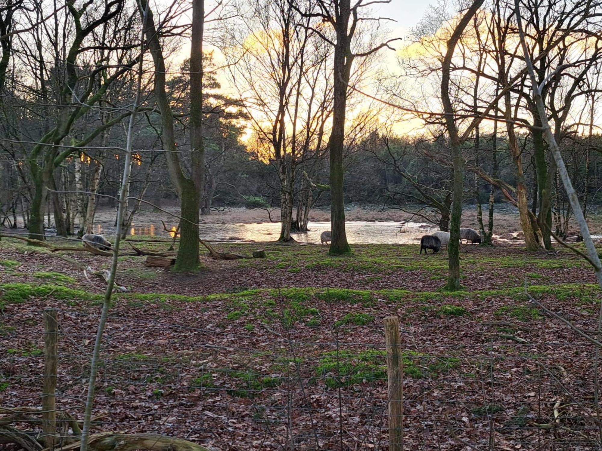 Natuurhuisje Meppen Exteriör bild