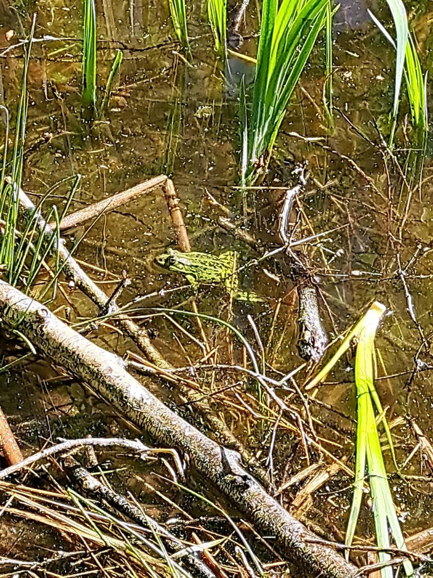 Natuurhuisje Meppen Exteriör bild