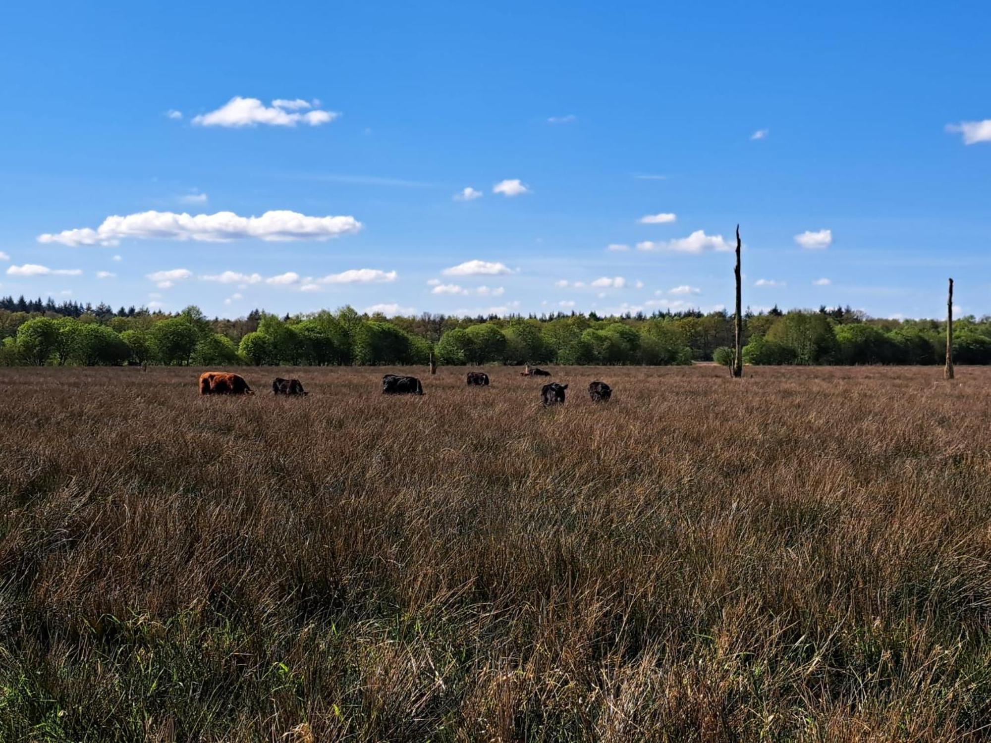 Natuurhuisje Meppen Exteriör bild